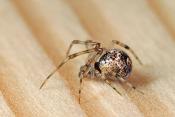 broeikasspin (achaearanea tepidariorum) 5-2012 8533